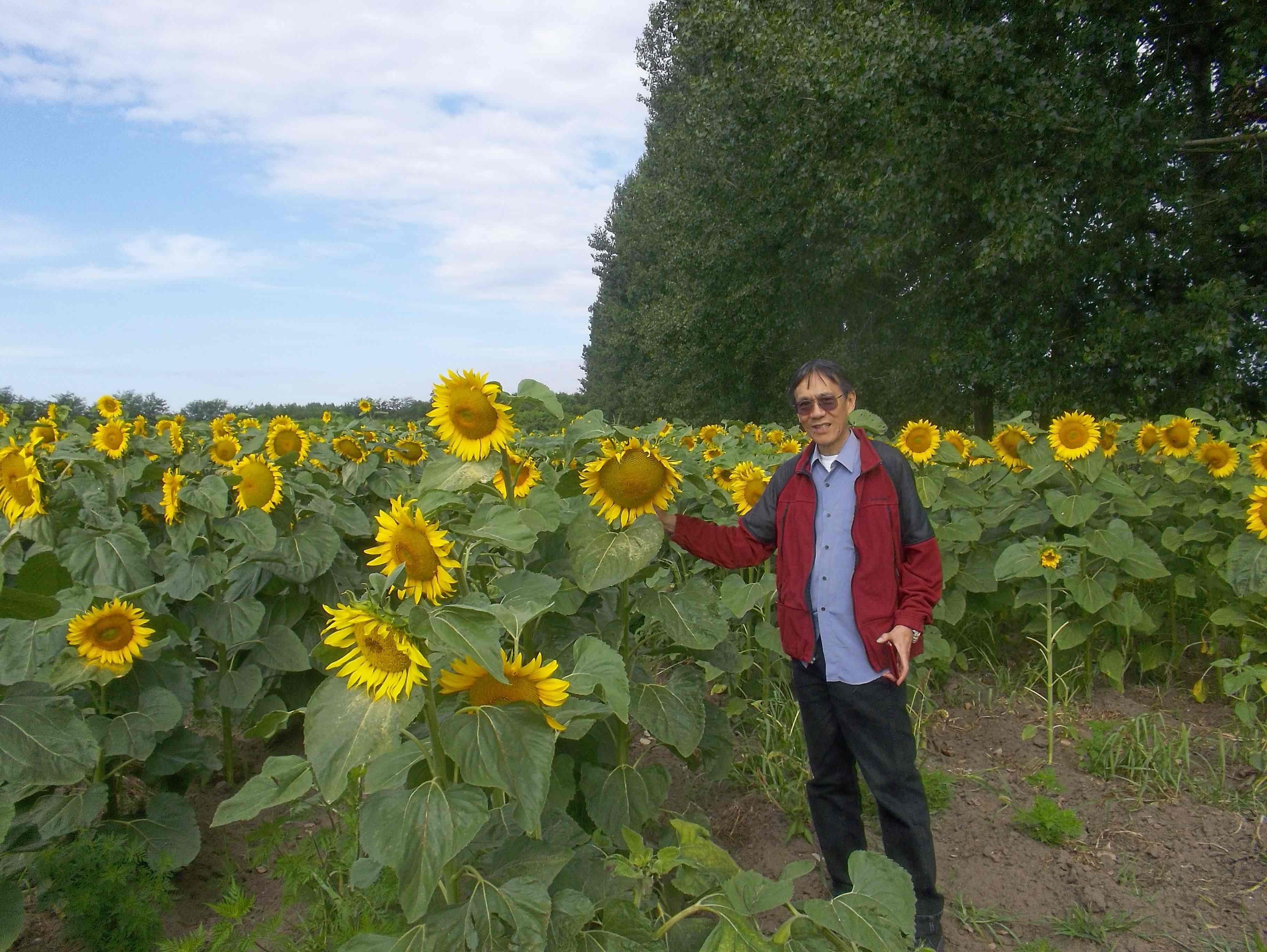 Pastor Donald Lee in fields of
        Sunflowers