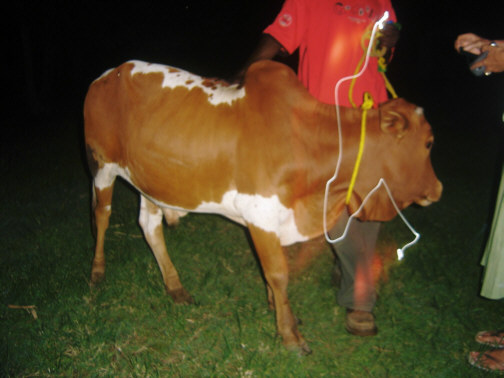 This is the Bull, that was given to us so that the cow can have a calf. This is in Ngonga, Keyela District, Tanzania